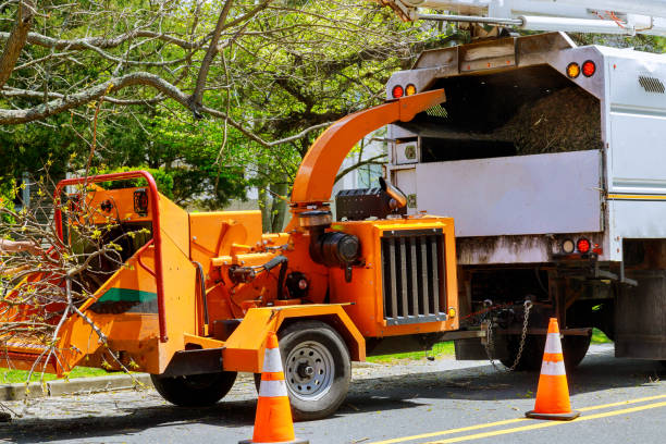 Professional Tree Services in Mountain View Ranches, AZ